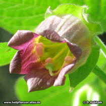 Tollkirsche (Atropa belladonna), Blüte