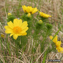 Frühlings-Adonisröschen (Adonis vernalis), Wuchsform
