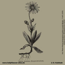 Arnika (Arnica montana), historisches Bild