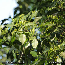 Zweig des Gewürznelkenbaums (Syzygium aromaticum) mit Blütenknospen