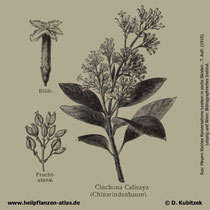 Gelber Chinarindenbaum; Cinchona calisaya; Historisches Bild