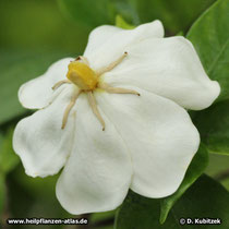 Gardenie (Gardenia jasminoides)