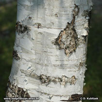 Gewöhnliche Birke (Betula pendula), Borke