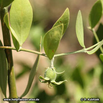 Jojobastrauch (Simmondsia chinensis), heranreifende Frucht