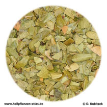 Bärentraubenblätter (Uvae ursi folium)