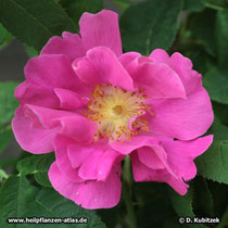 Apotheker-Rose (Rosa gallica varietät officinalis), Blüte