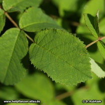 Essig-Rose (Rosa gallica), Blatt