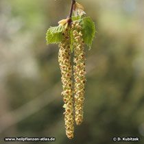 Gewöhnliche Birke (Betula pendula), männliches Blütenkätzchen