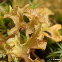 Isländisches Moos (Cetraria islandica) Thallus. Typisch: Die Form erinnert an ein Geweih, der Rand ist gezähnt.