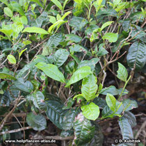 Tee-Strauch (Camellia sinensis)