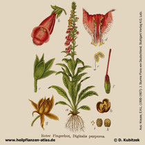 Roter Fingerhut, Digitalis purpurea; Historisches Bild