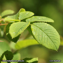 Rosa x damascena f. trigintipetala (Bulgarische Ölrose), Blatt