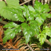 Chinesischer Goldfaden, Coptis chinensis