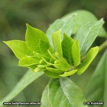 Gardenie (Gardenia jasminoides)