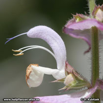 Muskatellersalbei (Salvia sclarea), Blüte