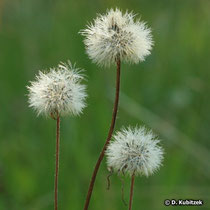 Samenstände der Arnika (Arnica montana)