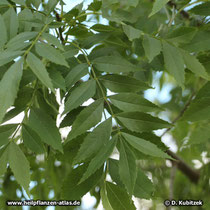 Schmalblättrge Esche (Fraxinus angustifolia), Blätter