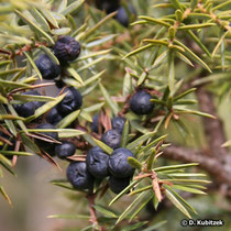 Gewöhnlicher Wacholder (Juniperus communis), "Beeren" (botanisch: Beerenzapfen, Scheinfrüchte)