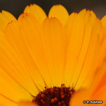 Garten-Ringelblume (Calendula officinalis), mit dreizähnigen Zungenblüten