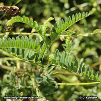 Tragant (Astragalus gummifer), Spross