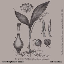 Maiglöckchen; Convallaria majalis; Historisches Bild