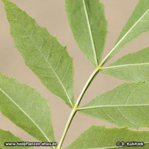 Schmallblättrige Esche (Fraxinus angustifolia), Blattunterseite
