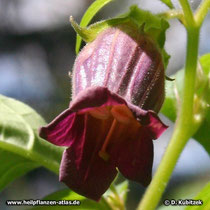 Tollkirsche (Atropa belladonna), Blüte