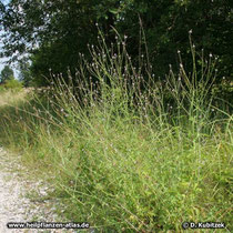 Echtes Eisenkraut (Veronica officinalis), Standort auf einer Heide