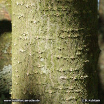 Amerikanischer Faulbaum (Rhamnus purshiana), Borke