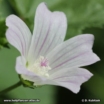 Weg-Malve (Malva neglecta), Blüte