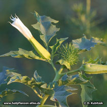 Weißer Stechapfel (Datura stramonium), Blüten und Frucht