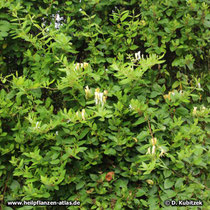 Japanisches Geißblatt (Lonicera japonica)