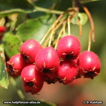 Fünfgriffeliger Weißdorn (Crataegus pentagyna), Früchte