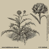 Artischocke (Cynara cardunculus), Historisches Bild