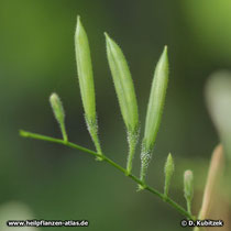 Die 1-2 cm langen, abgeflachten Samenkapseln von Andrographiskraut (Andrographis paniculata) stehen aufrecht.