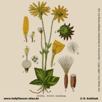Arnika (Arnica montana), historisches Bild