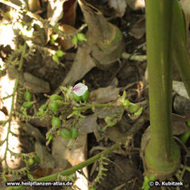 Kardamom (Malabar-Kardamome, Elettaria cardamomum)