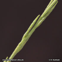 Weg-Rauke (Sisymbrium officinale), Frucht (Schote)