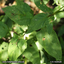 Ningpo-Braunwurz (Scrophularia ningpoensis)
