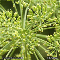 Echte Engelwurz (Angelica archangelica), Fruchtstand mit unreifen Früchte