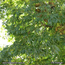 Amur-Korkbaum (Phellodendron amurense)