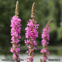 Butweiderich (Gewoehnlicher Blutweiderich, Lythrum salicaria)