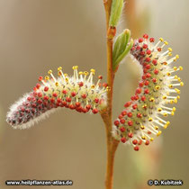 Purpur-Weide (Salix purpurea), männliche Blütenkätzchen. Ein Teil der Staubbeutel ist noch geschlossen (purpurn). Die Kätzchen erscheinen vor dem Blattaustrieb ("vorlaufend").