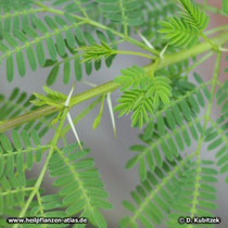 Gummi-Akazie (Acacia senegal), Trieb mit Blättern und Dornen