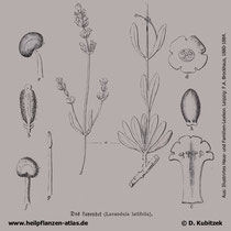 Breitblättriger Lavendel (Lavandula latifolia), historisches Bild