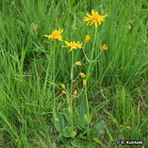 Arnika (Arnica montana) mit grundständiger Blattrosette