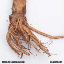 Echte Engelwurz (Angelica archangelica), Rhizom und Wurzeln