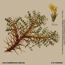 Tragant (Astragalus gummifer)