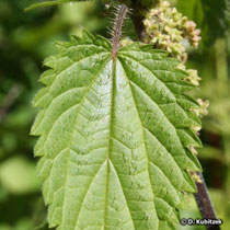 Große Brennnessel (Urtica dioica), Blatt