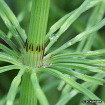 Acker-Schachtelhalm (Equisetum arvense), Stängel mit Blättern